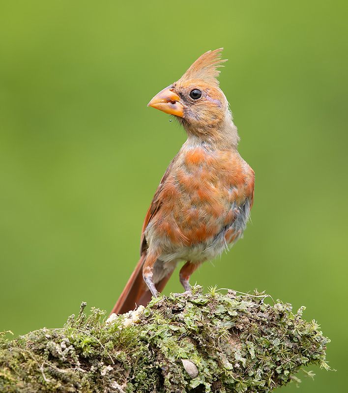 красный кардинал, northern cardinal, cardinal,кардинал Juvenile Northern Cardinal - Молодой Красный кардинал фото превью