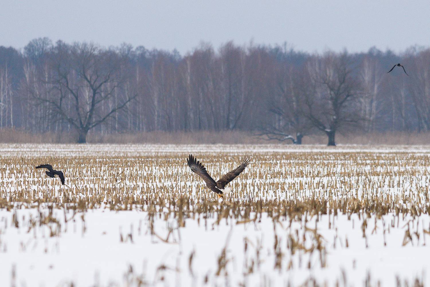 #орлан, Александр Добыш