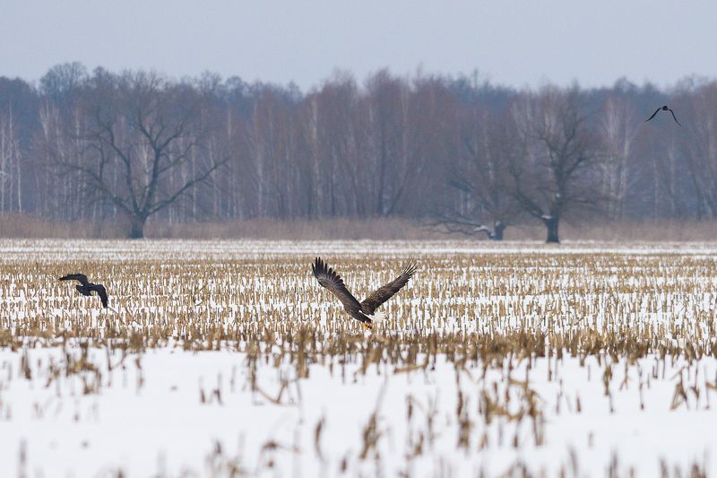 #орлан Орлан белохвост фото превью