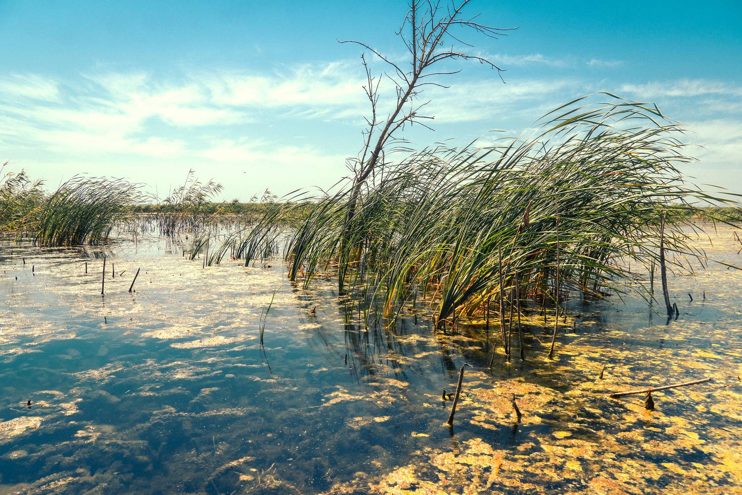 , Вадим Коваленко