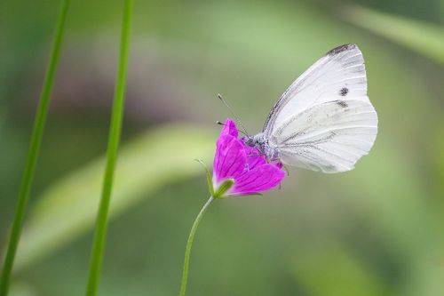 Брюквенница (Pieris napi)