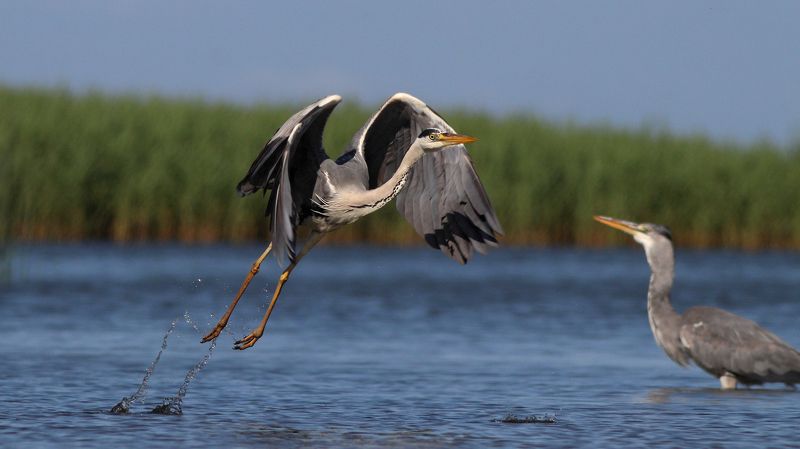 серая цапля, цапля, ardea cinerea, grey heron, heron, куршская коса, куршский залив Шухер! фото превью