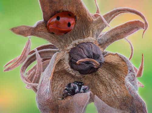 Crouching spider, hiding beetle