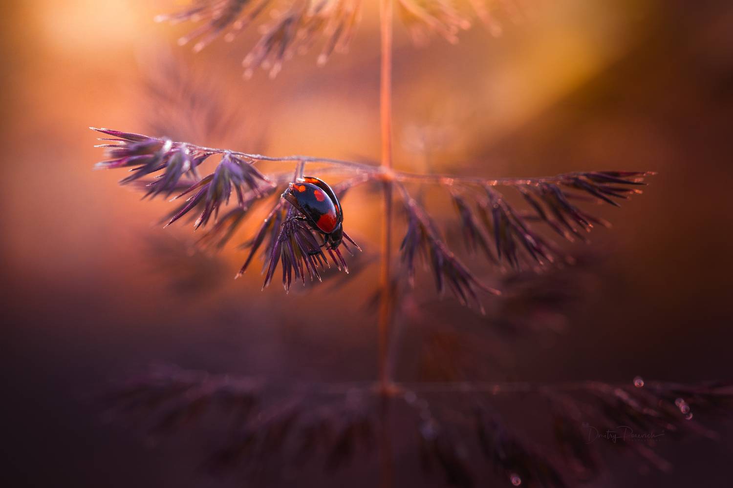природа, лес, поля, огороды, животные, птицы, макро, Посевич Дмитрий