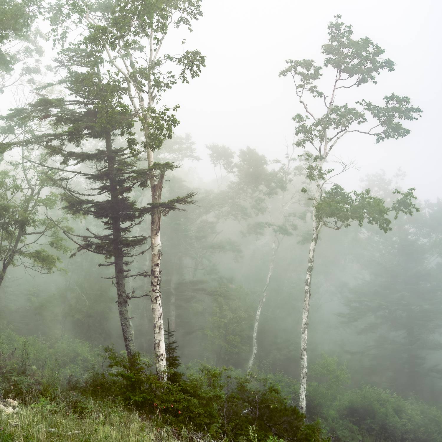 , Антон Сидоров