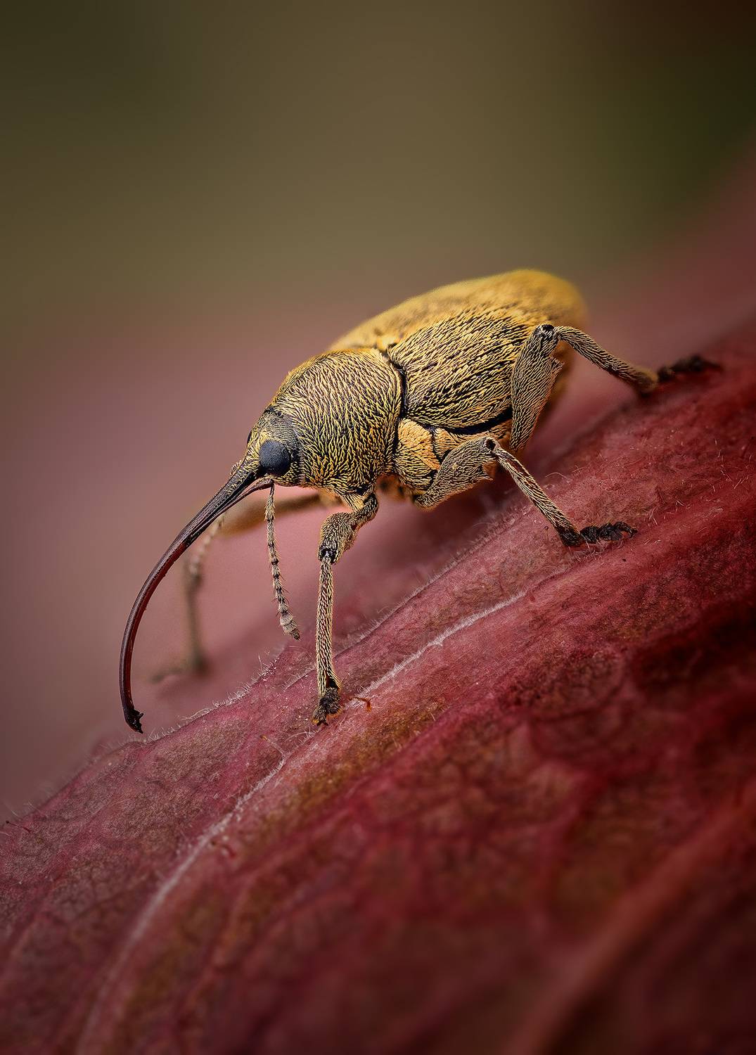 curculio, nucum, Kavaliauskas Eugenijus