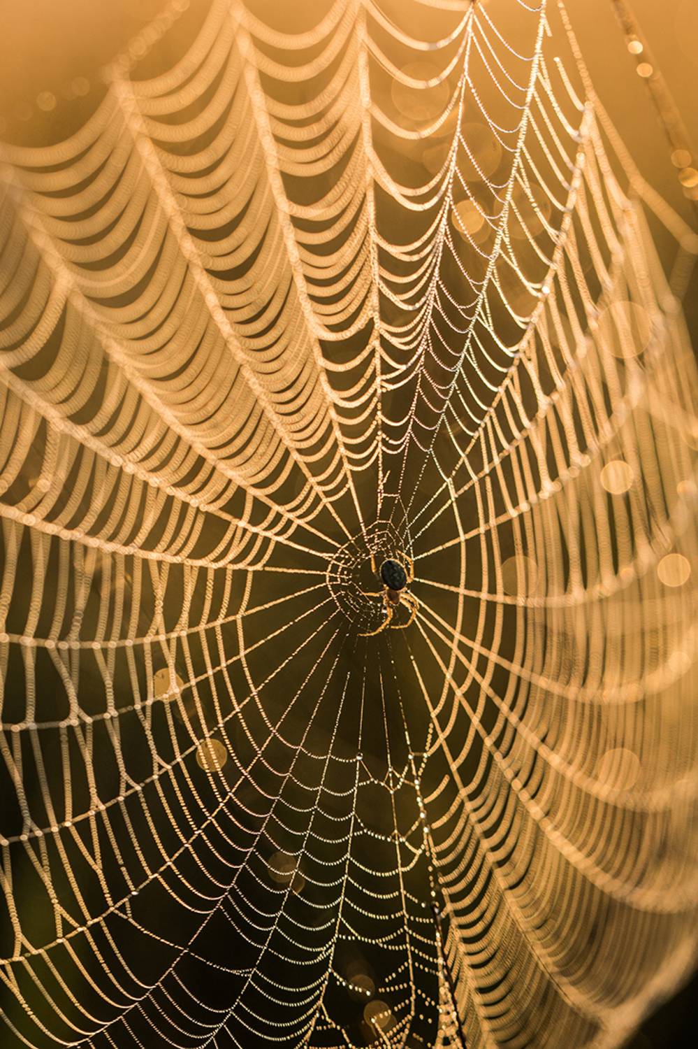 , Илья Михеев