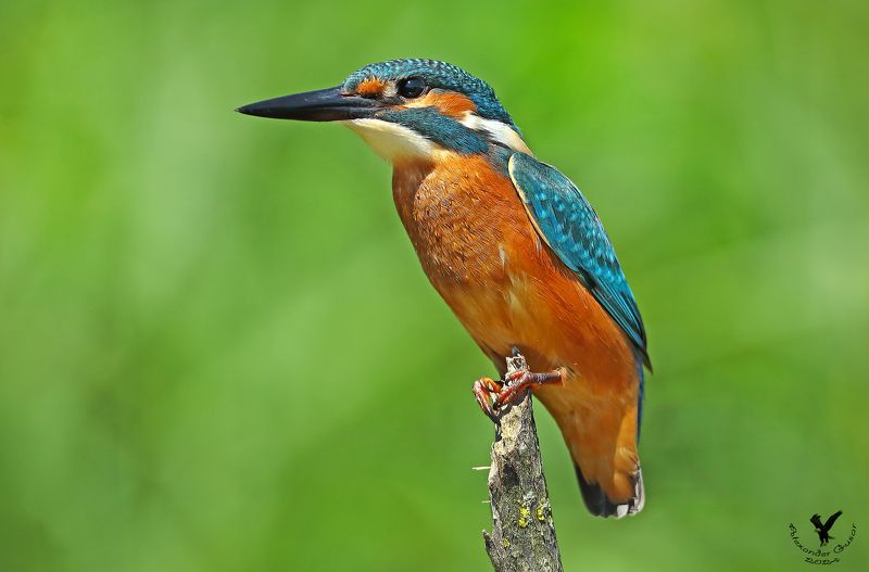 зимородок. Высоко сижу, далеко и глубоко гляжу. фото превью