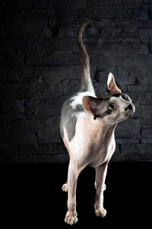 сфинкс  А вот и Я  фото превью