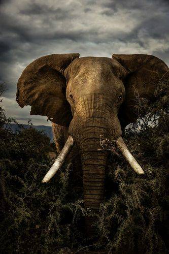 Jumbos from Amboseli 
