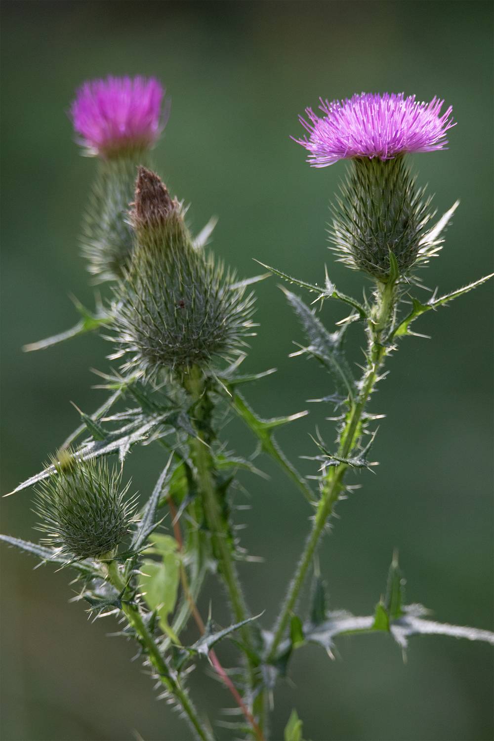 , Чудинин Дмитрий