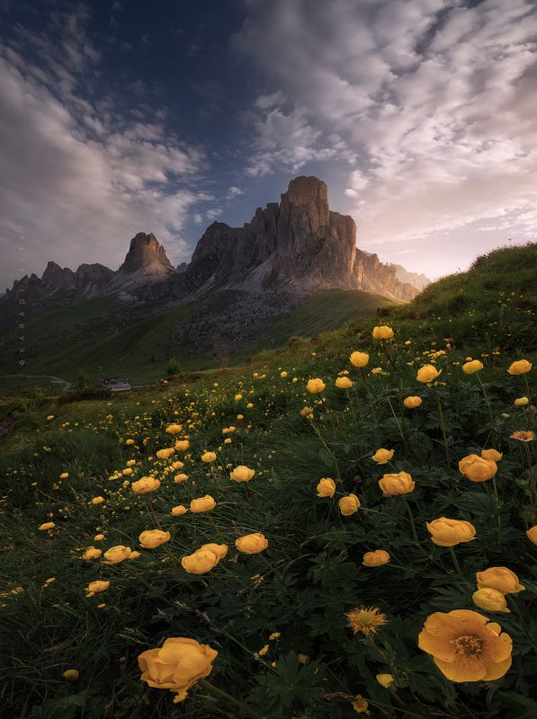 dolomiti, dolomites, sunrise, landscape, sky, sun, mountains, clouds, mountains, italy, flowers, lights Sunrise Flowers фото превью