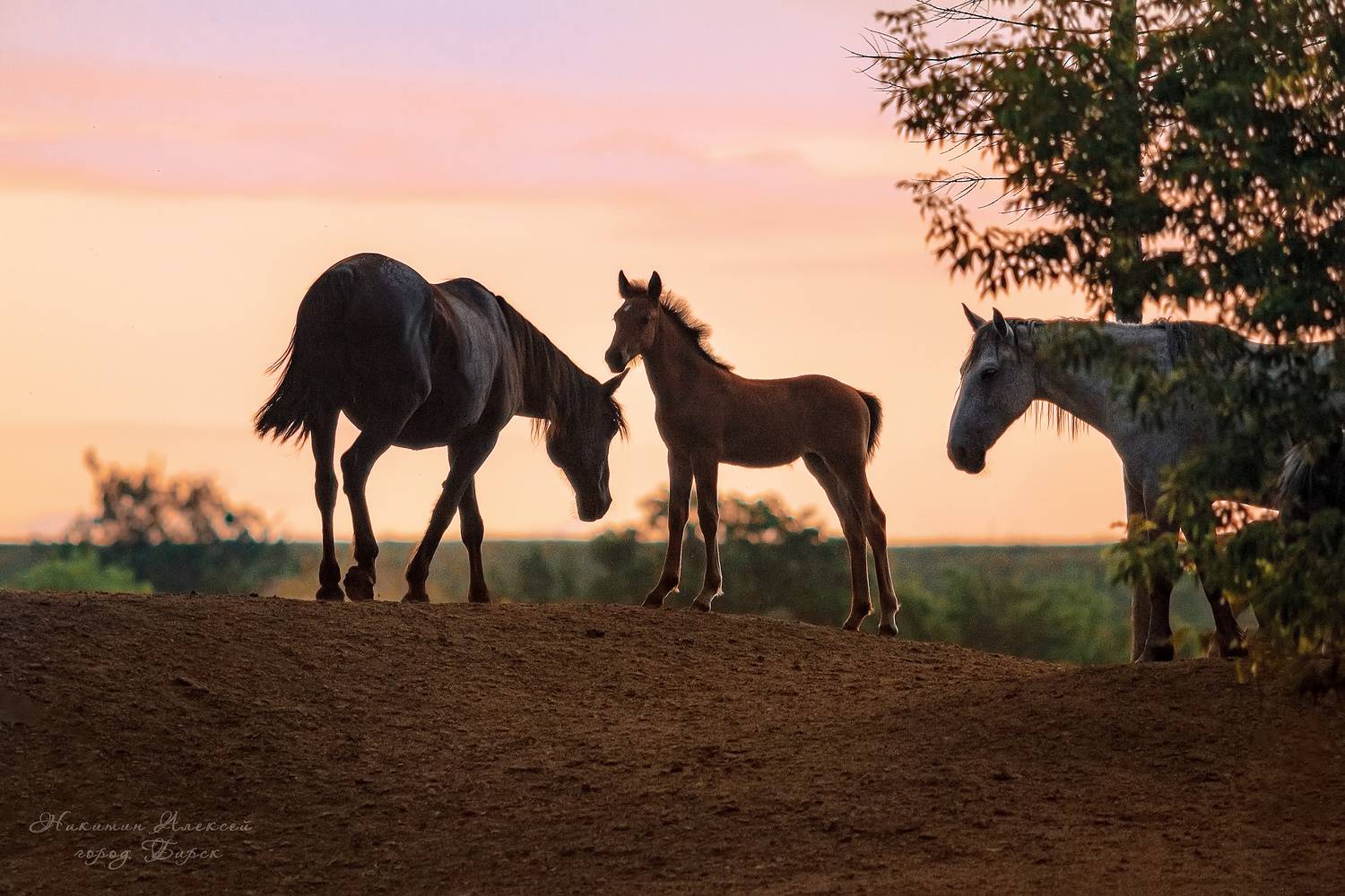 , Никитин Алексей