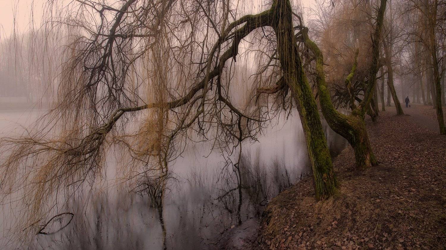 , Владимир Князев