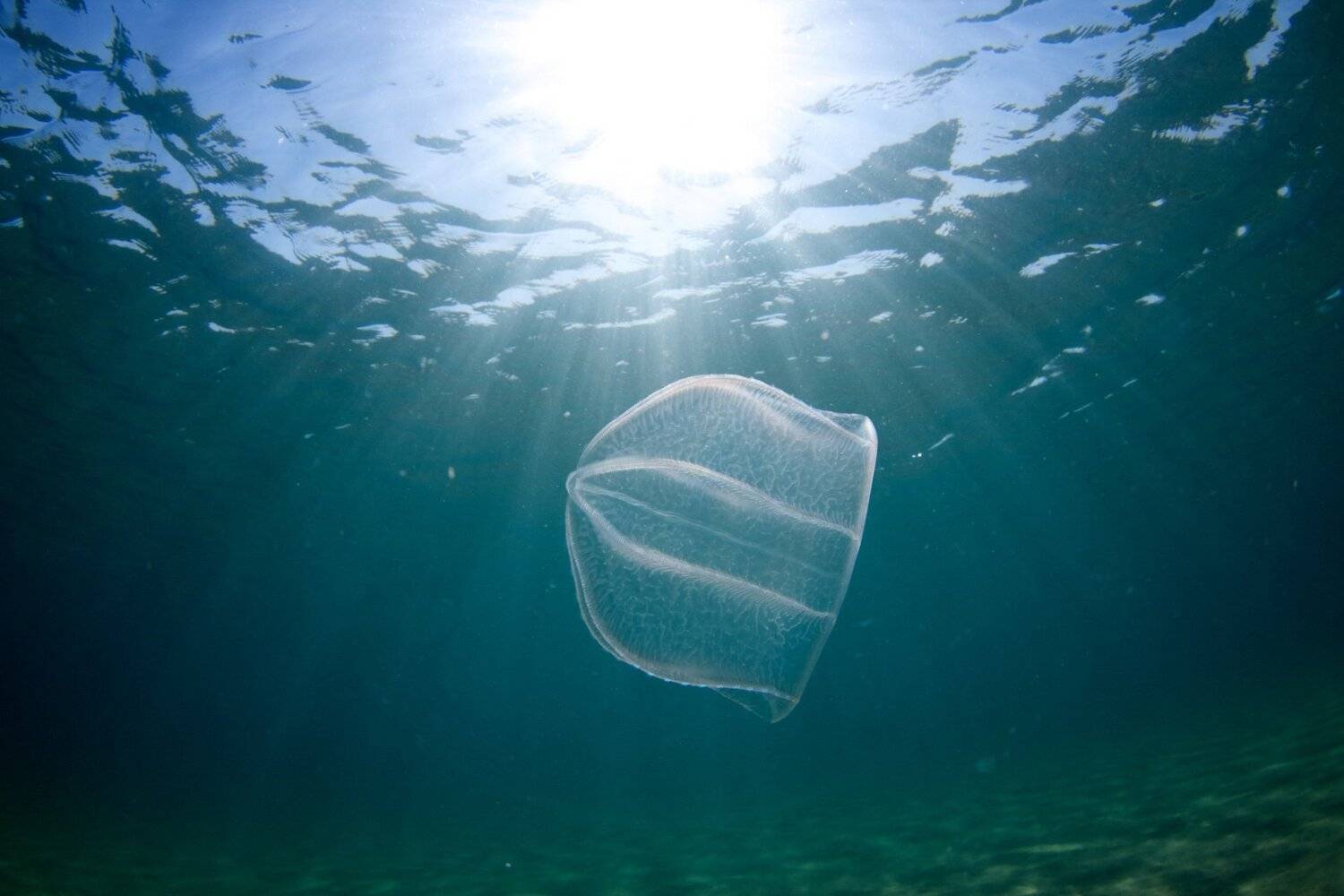 Гребневик, Лучи света, Подводная съемка, Черное море, Никифоров Егор