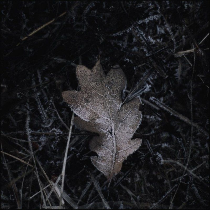 Зима, Листья, Природа Широкими мазками или острыми контурами фото превью