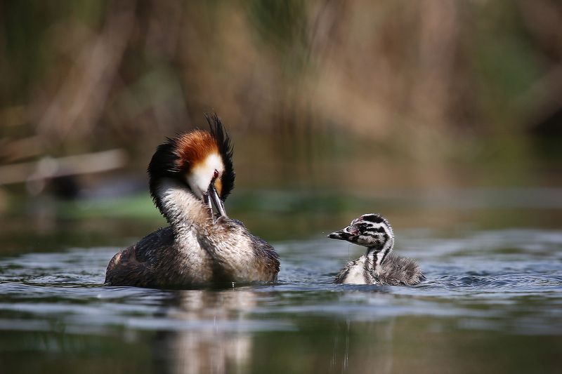 #birds, #fauna, #Grebe, #nature, #wildlife, #природа, #птицы, #чомга Уроки гигиены фото превью