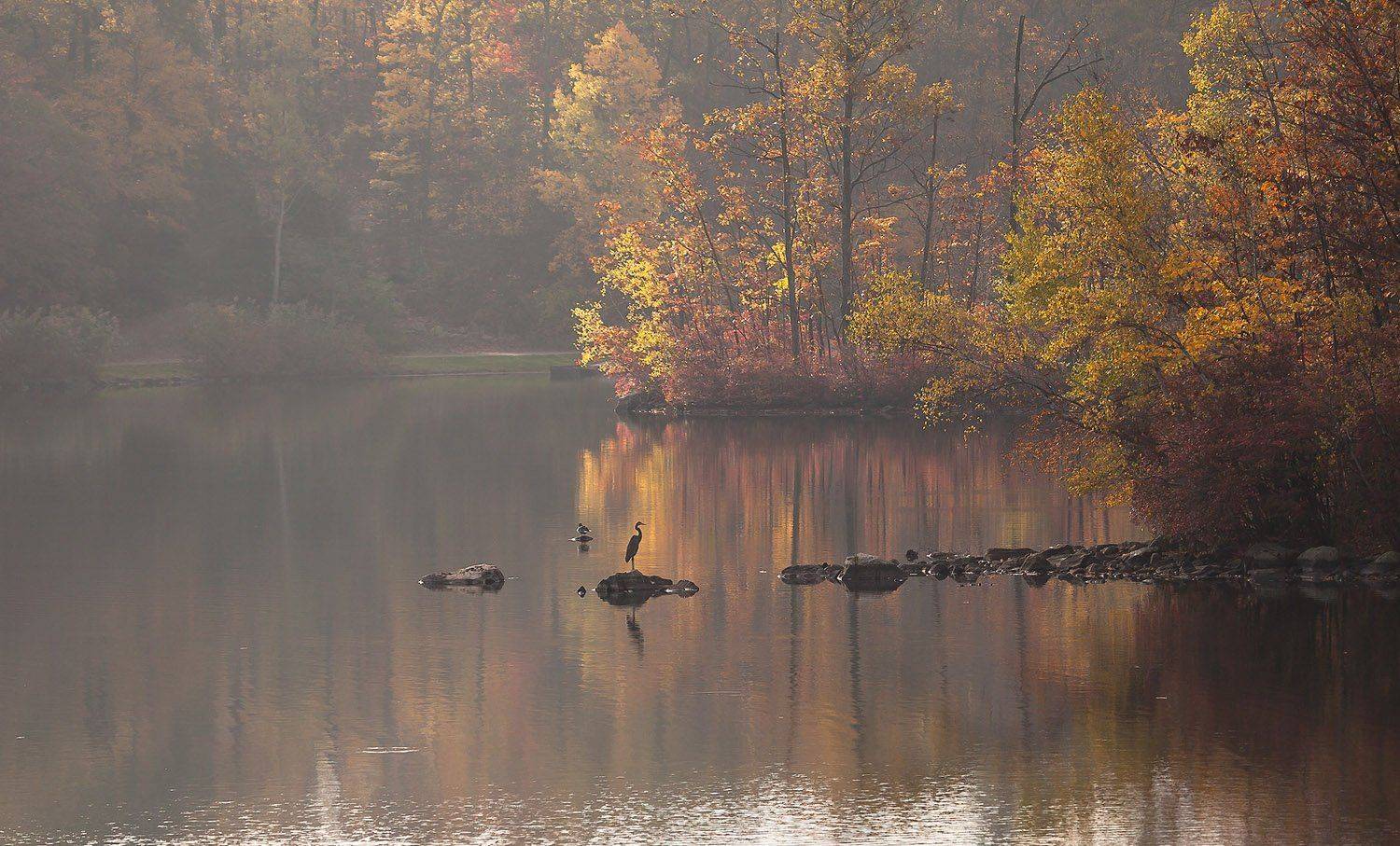 Осень, Пейзаж, Природа, Птицы, Туман, Фауна, Цапля, Антонина