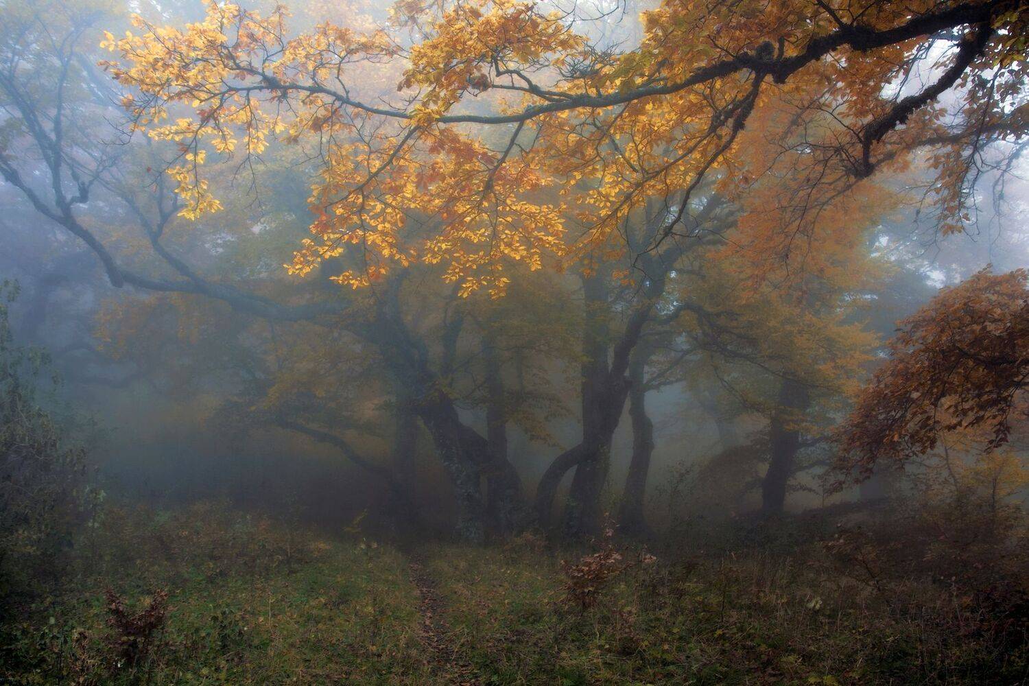 , Милокост Алексей