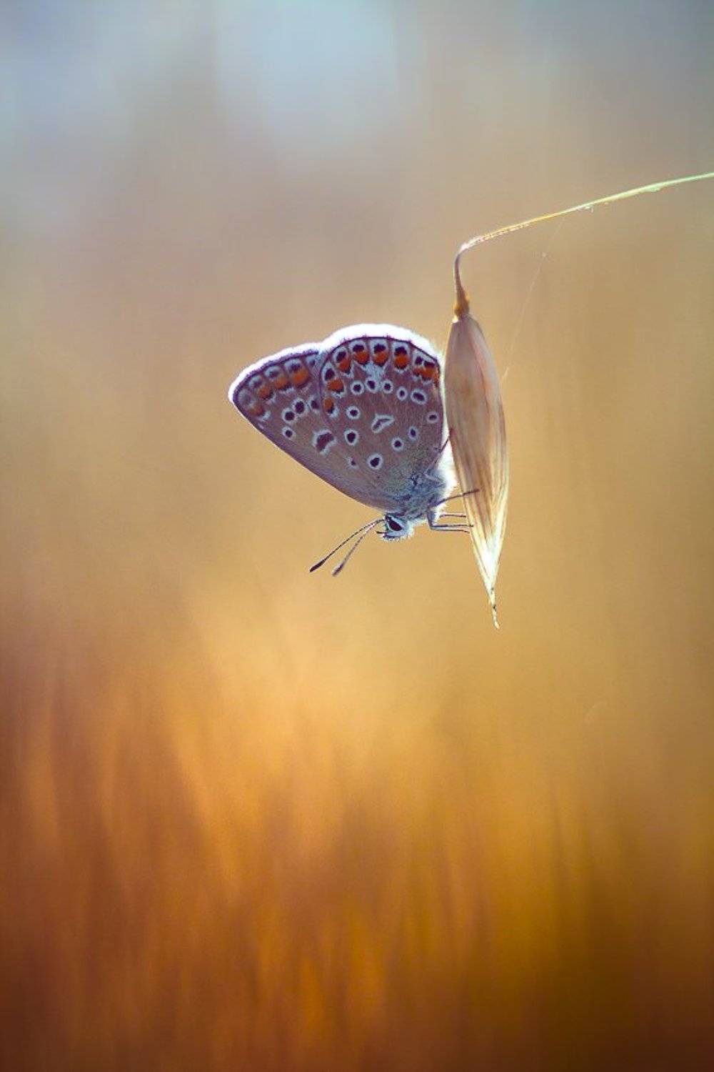 , Gabriel Prescornita