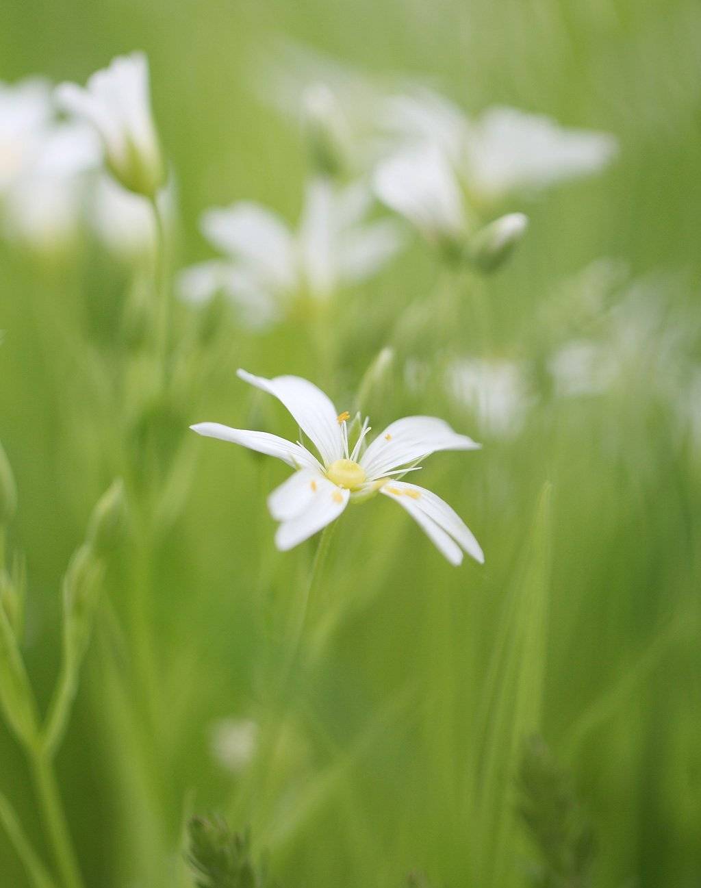 , Сергей Таланов
