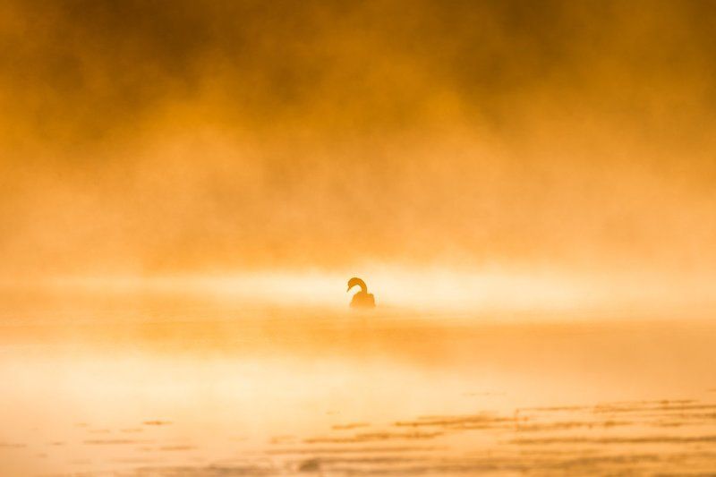 Солнечный лебедь фото превью