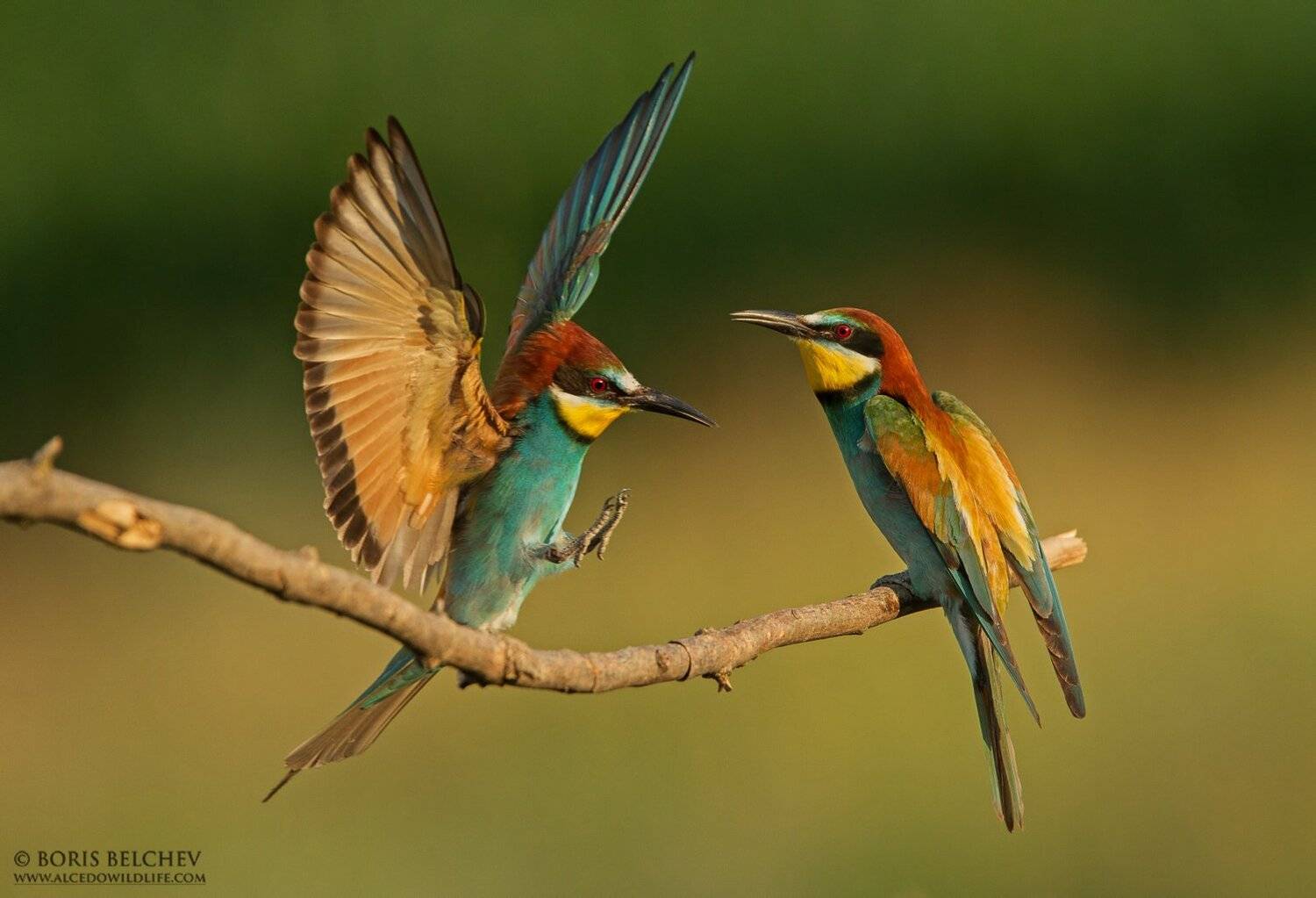 , Борис Белчев