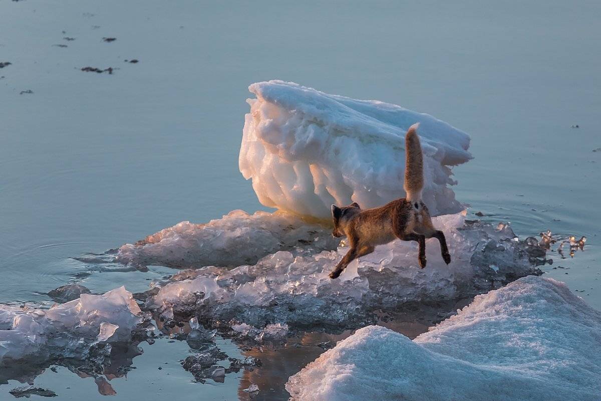 Арктика, Большой бегичев, Лед, Море лаптевых, Песец, Якутия, Кирилл Уютнов