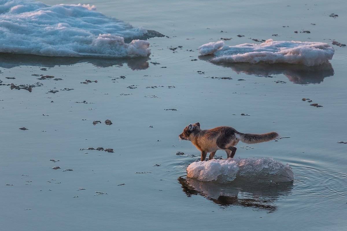 Арктика, Большой бегичев, Лед, Море лаптевых, Песец, Якутия, Кирилл Уютнов