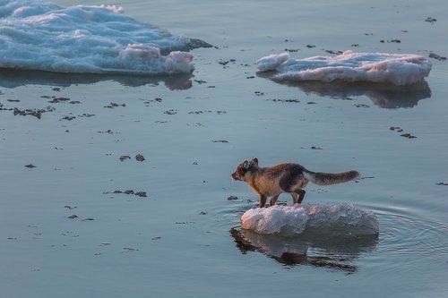 Ледовый капитан