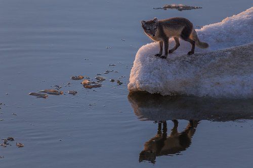 Мастер отражений