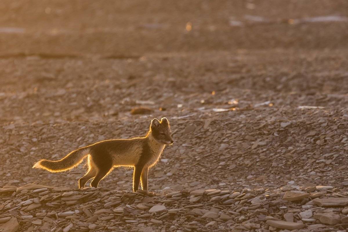 Арктика, Большой бегичев, Закат, Море лаптевых, Песец, Якутия, Кирилл Уютнов