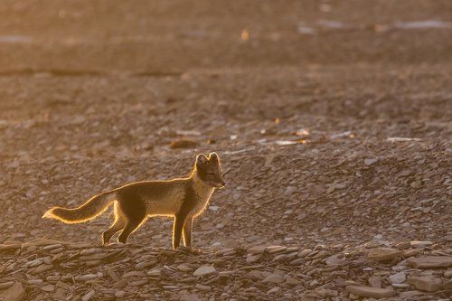 В лучах славы