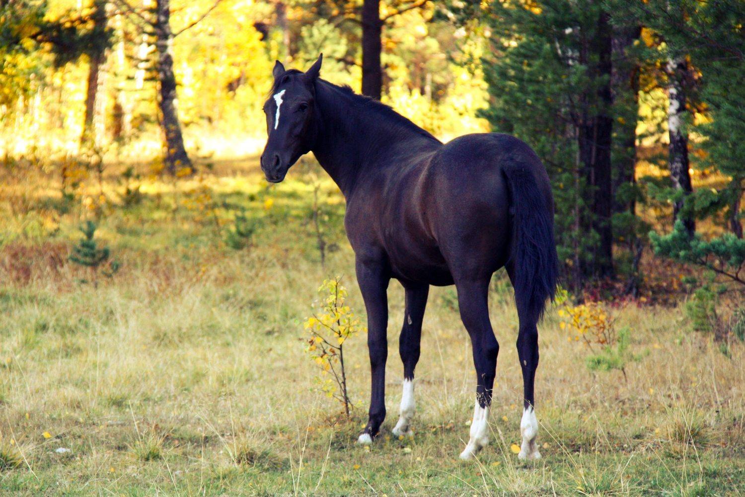 , Аксёнова Олеся