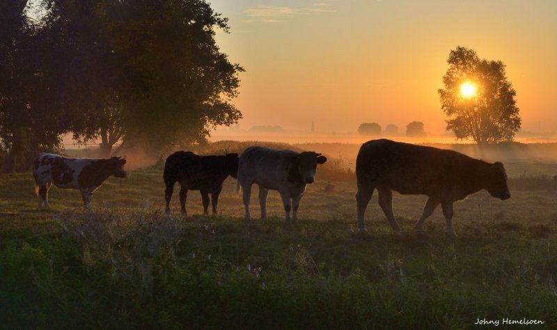 A morning in Zarren. фото превью