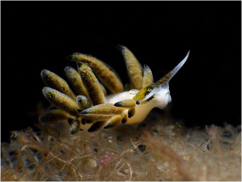 Philippines, macro, nudibranch Horns. фото превью
