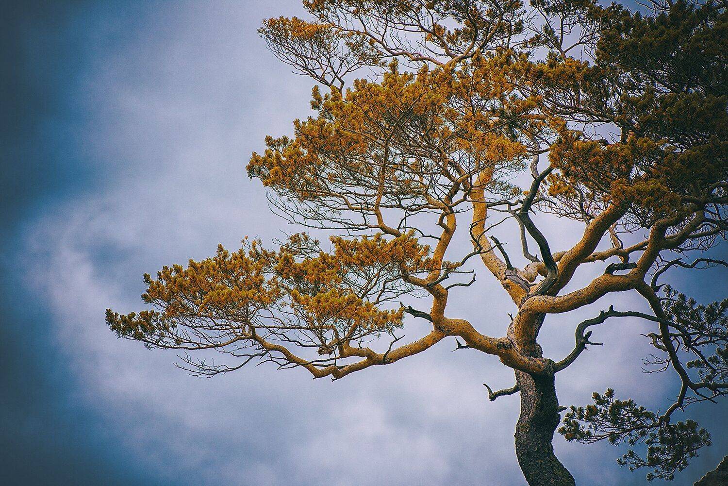 алтай, сибирь, Ruslan