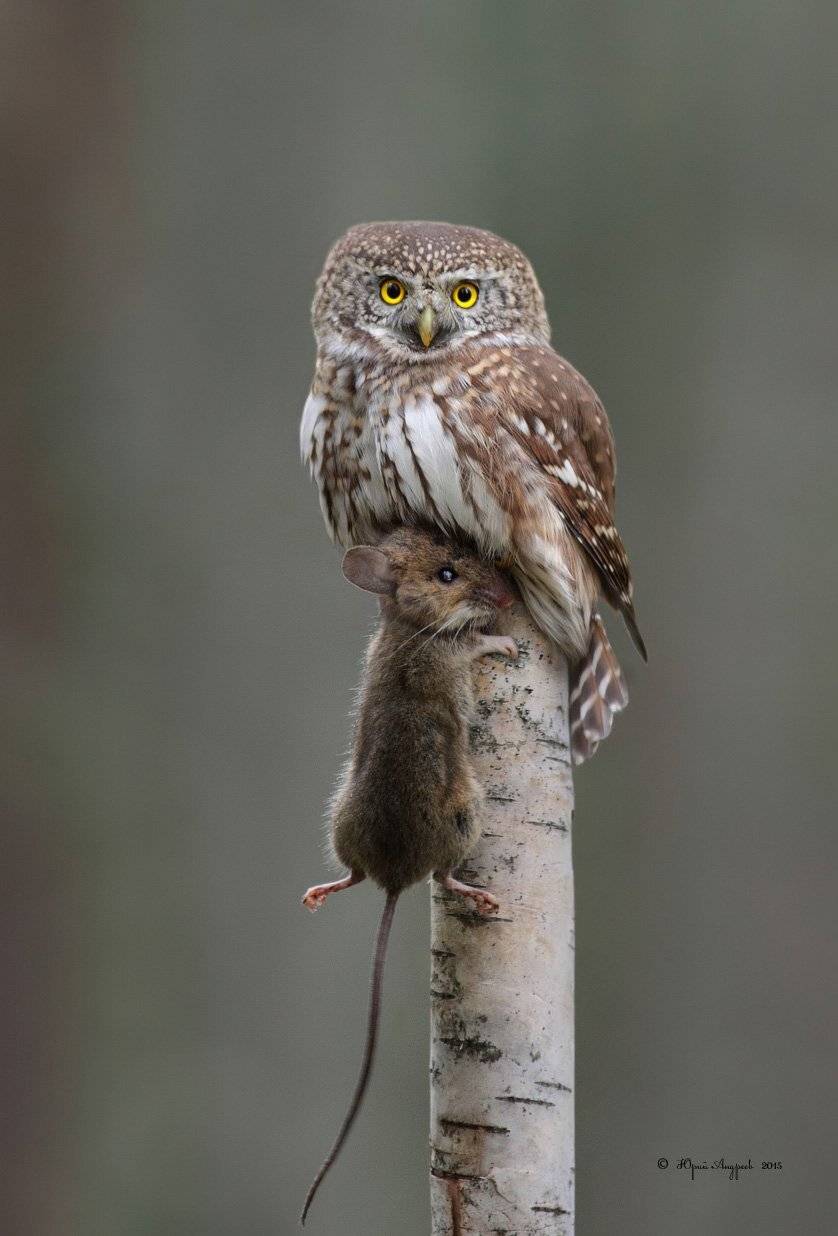 , Юрий Андреев