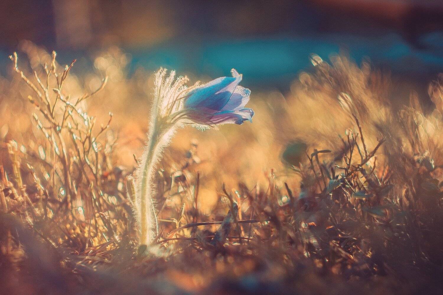 весна цветок боке гелиос, Татьяна Афиногенова