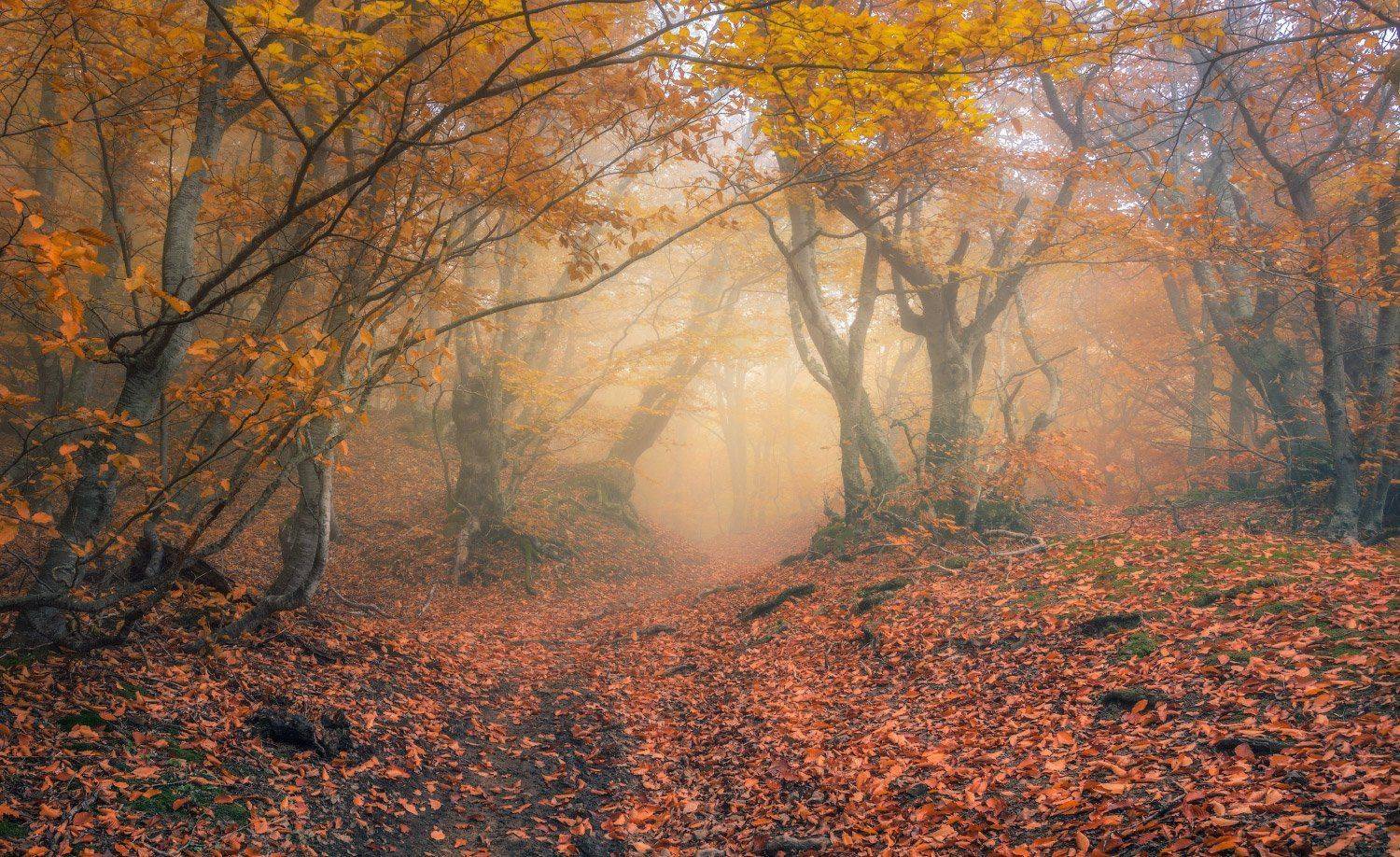 , Андрей Уляшев (Mercand)