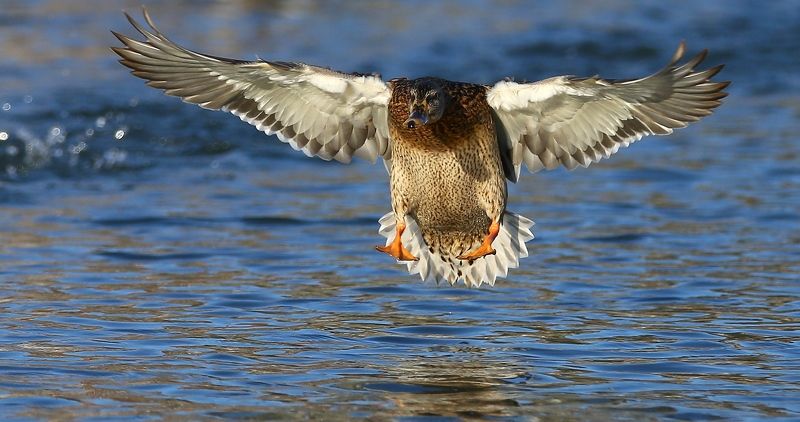 #birds, #fauna, #mallard, #nature, #wildlife, #кряква обыкновенная, #природа, #птицы, #утка, #фауна Приводнение фото превью