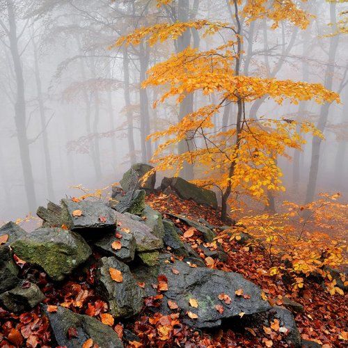 Autumn in Ore mountains