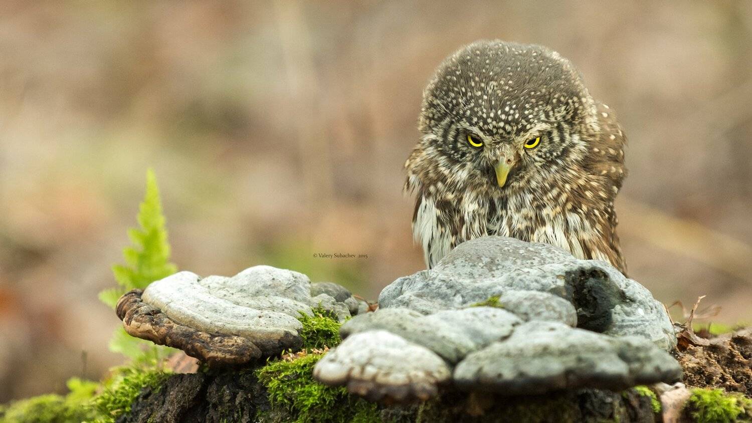 , Валерий Субачев