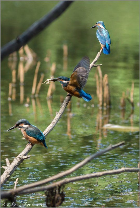 Birds, Kingfisher, Nature, Wild, Wildlife Счастливчик фото превью