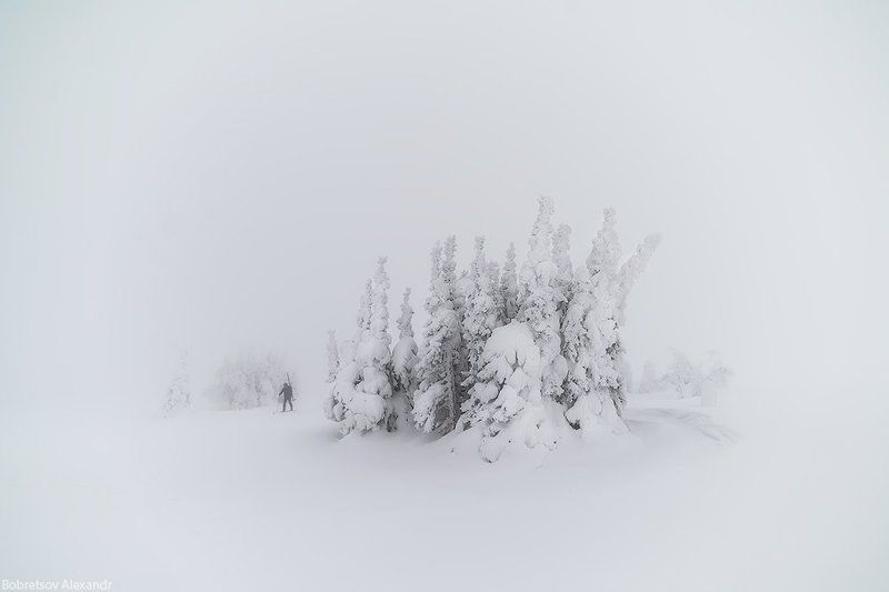 ГУХ В молочном лесу фото превью