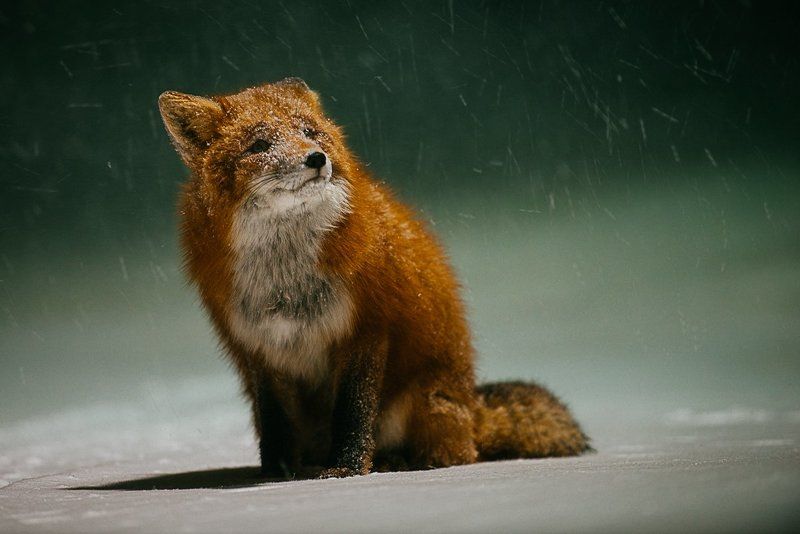 Лис, Портрет, Чукотка *** фото превью