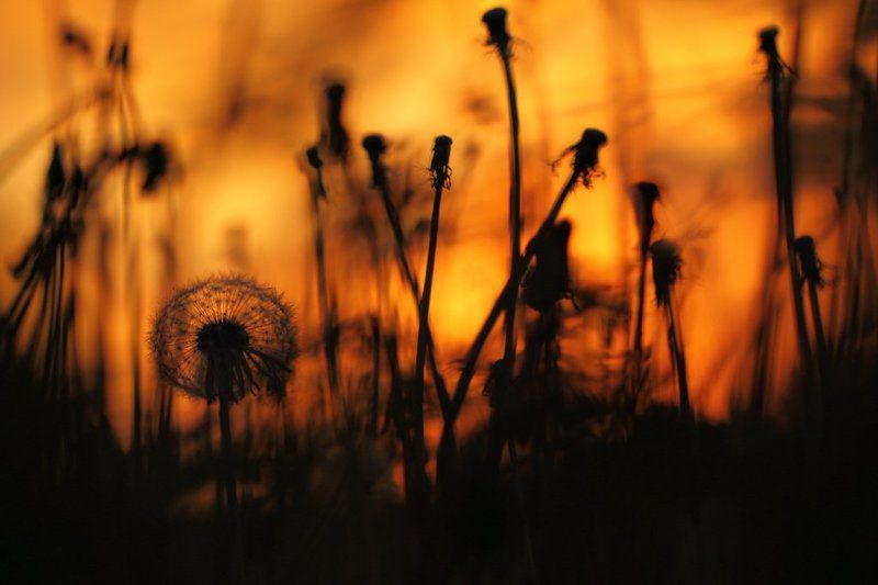 одуванчики, цветы, цветок, одуванчик, природа, растения, флора, россия, макрообъектив, дикая природа, закат Закатные одуванчики фото превью