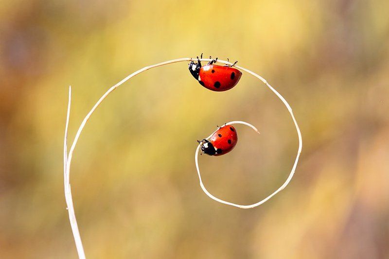 ladub nature animals canon ladybirds фото превью