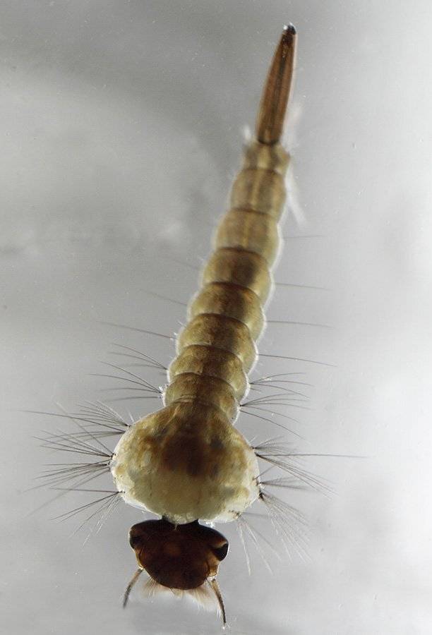 , Сергей Таланов