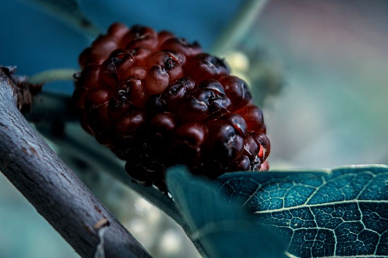 Cпелость фото превью